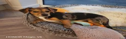Jackshund dogs for sale: Beautiful Dottie looking for a forever home. - Advert 3