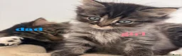 Mixed Breed cats for sale: Pure persian&tabby in Nuneaton - Advert 9