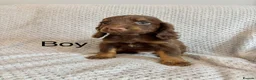 Cocker Spaniel dogs for sale: Cocker Spaniel Puppies Ready Now - Advert 10