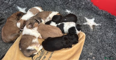 Shih Tzu dogs - Advert 5