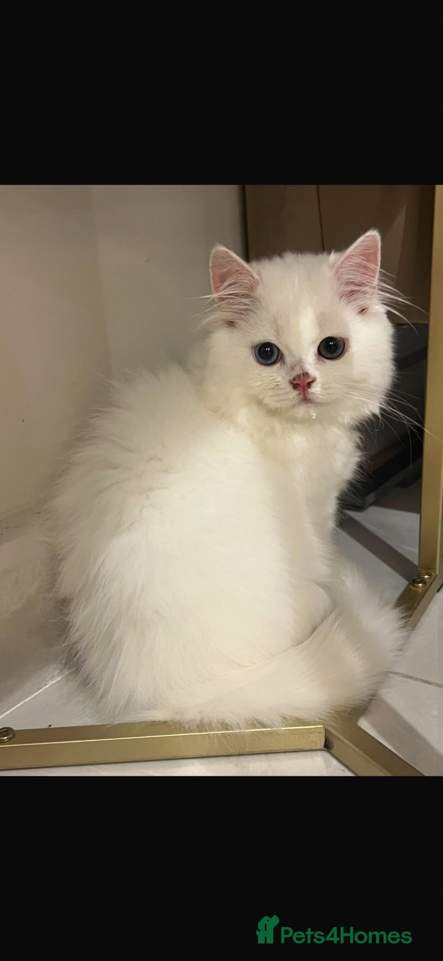 Persian cats Beautiful White Persian Kitten 12 Weeks Old  - Advert 1
