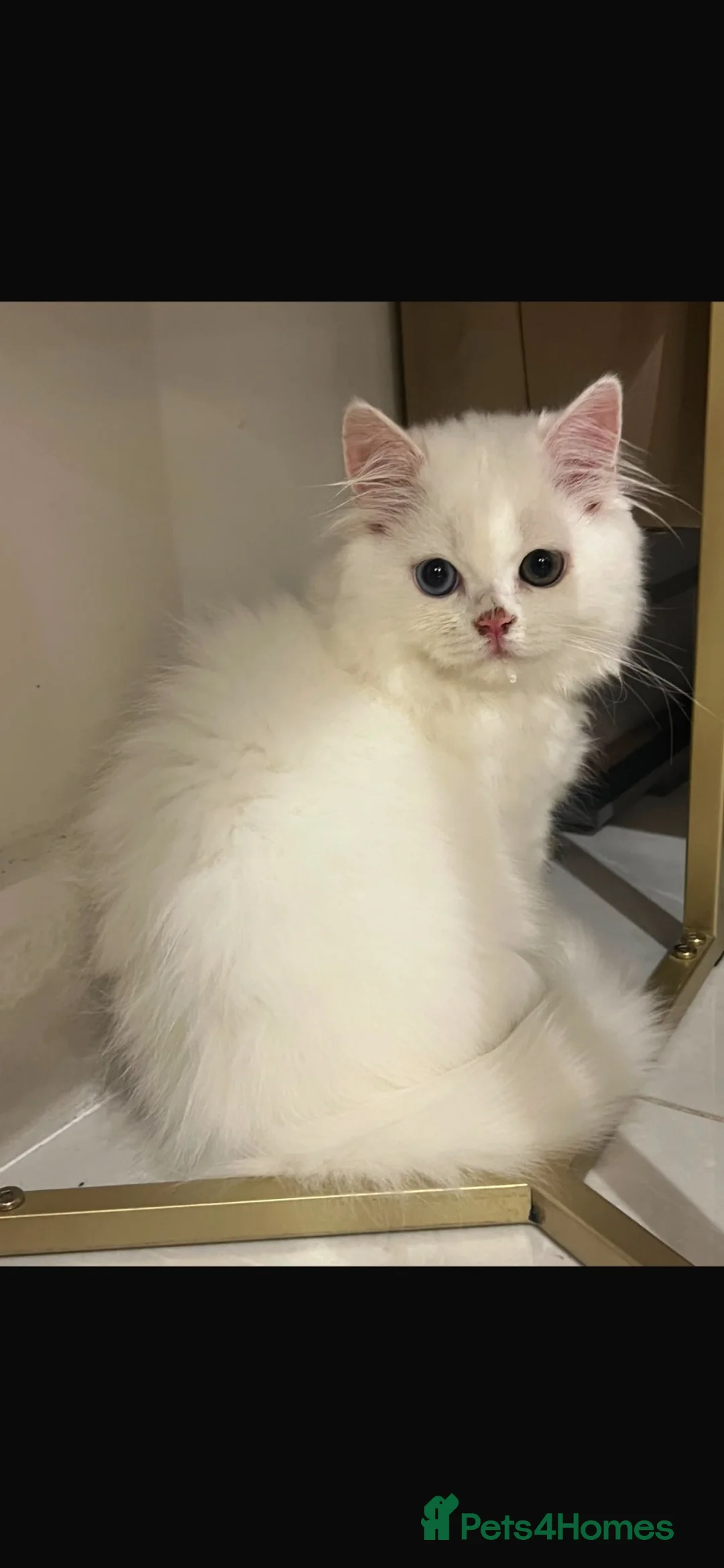 Persian cats for sale: Beautiful White Persian Kitten 12 Weeks Old  in Swansea - Advert 1