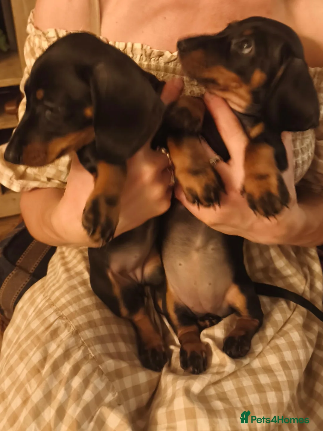 Dachshund dogs for sale: Two amazing mini dachshund two girls for sale - Advert 6