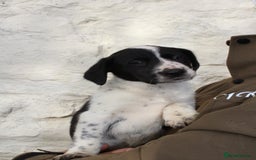 Mixed Breed dogs for sale: Gorgeous pointer x collie - Image 18