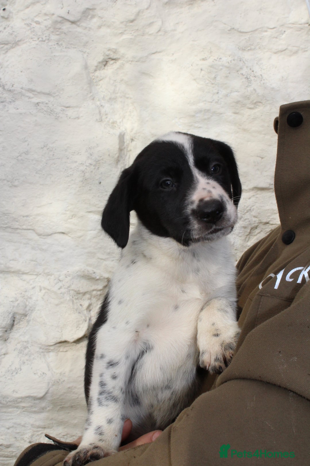 Mixed Breed dogs for sale: Gorgeous pointer x collie - Image 18