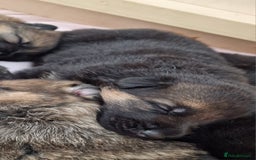 German Shepherd dogs for sale: KC reg German Shepherd Puppies - Family dogs - Image 27