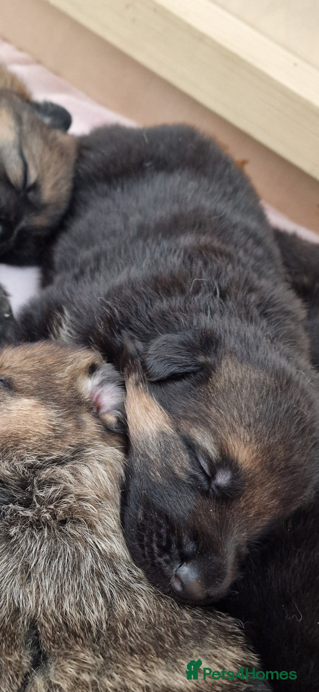 German Shepherd dogs for sale: KC reg German Shepherd Puppies - Family dogs - Image 27