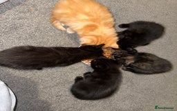 Mixed Breed cats for sale: 2 male and 2 females looking for fur ever homes  - Image 9