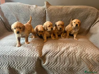 Golden Retriever dogs Gorgeous dark Golden Retriever pups - Advert 4