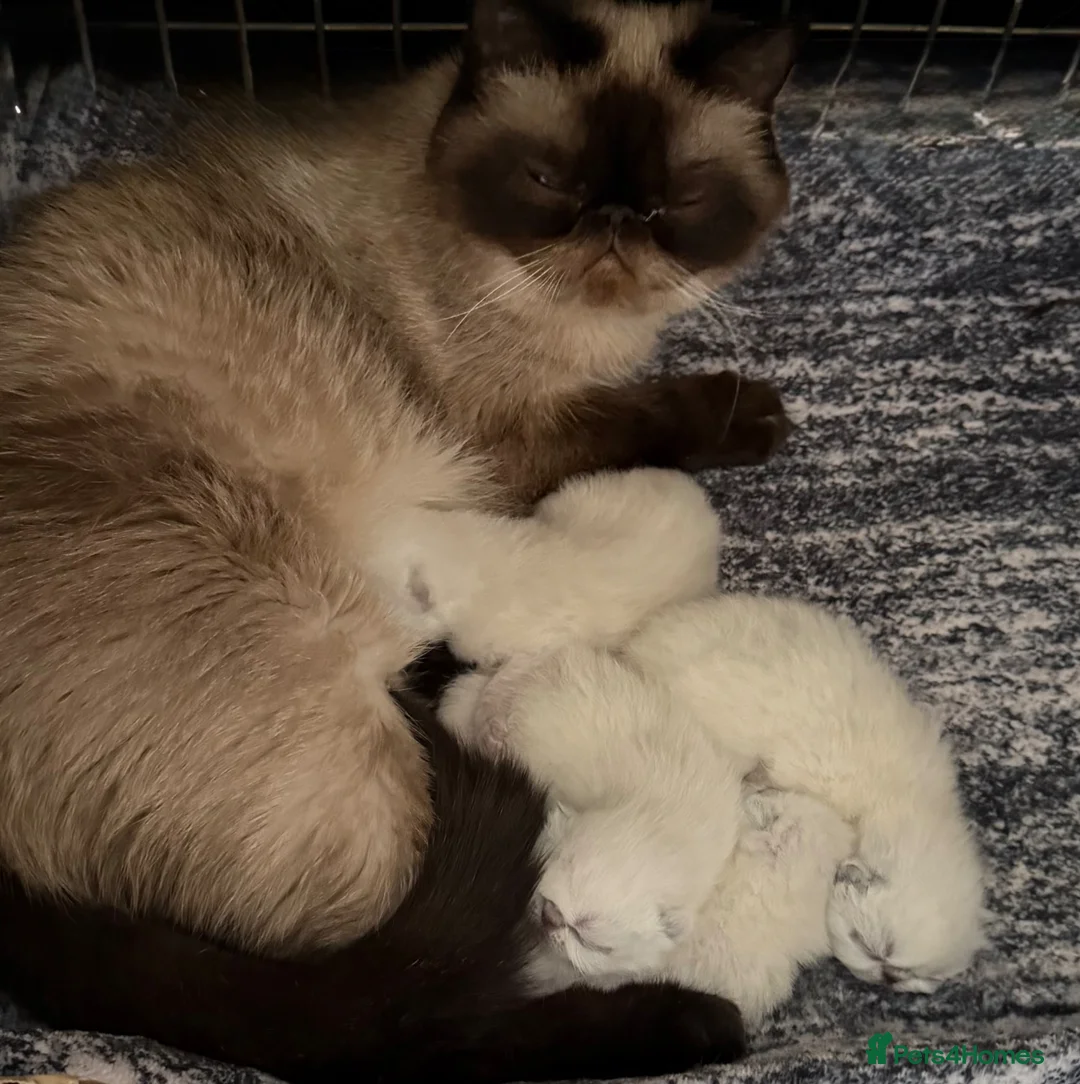 Exotic cats for sale: Colourpoint Exotic Shorthair Kittens  in Stoke-on-Trent - Advert 9