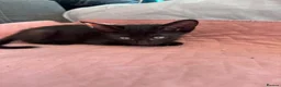 Mixed Breed cats for sale: Beautiful siamese mixed breed black kitten  in Stevenage - Advert 16