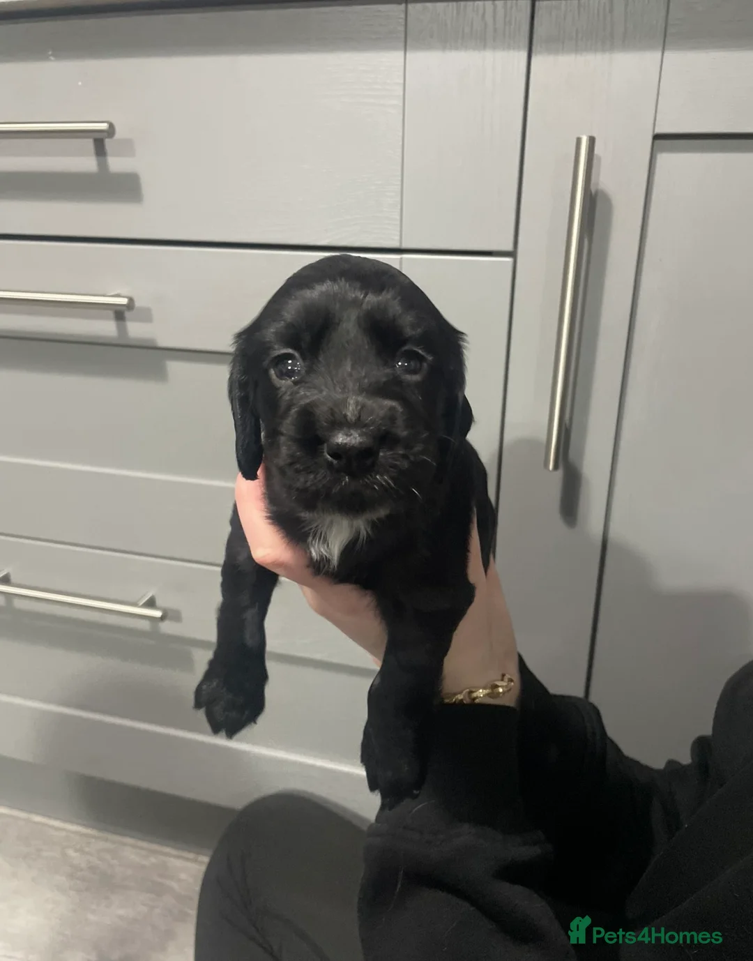 Cocker Spaniel dogs for sale: Cocker spaniel puppies  in Doncaster - Advert 2