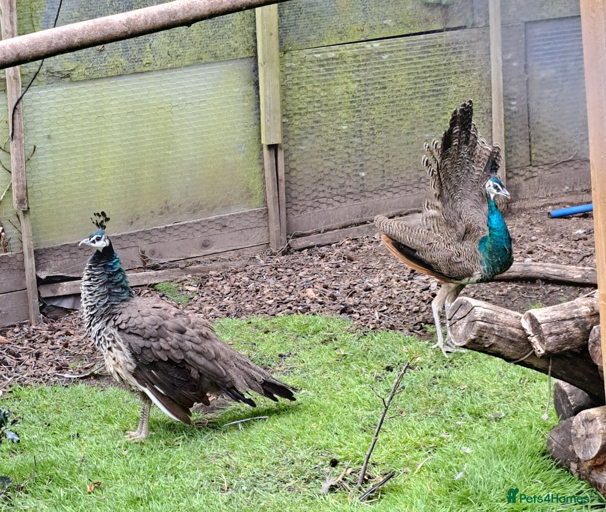 Peafowl poultry Pair of peafowl for sale - Advert 5