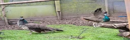 Peafowl poultry for sale: Pair of peafowl for sale - Advert 1