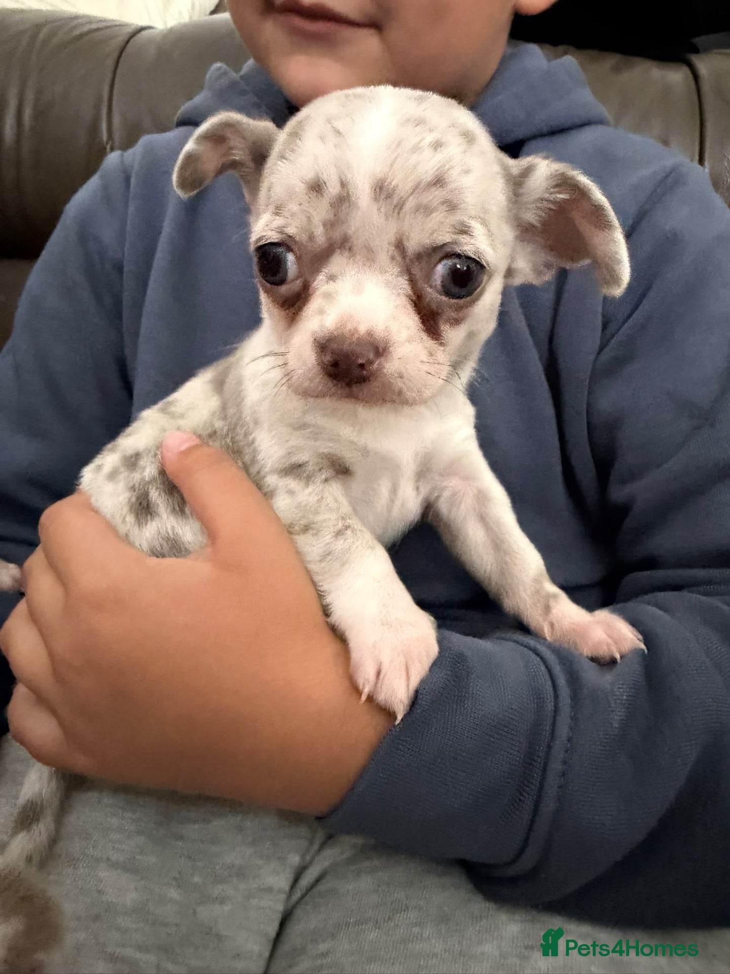 Chihuahua dogs Stunning litter of Merle &lilac chihuahuas(update) - Advert 2