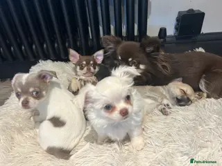 Chihuahua dogs READY NOW - chihuahua puppies smooth & long - Advert 4