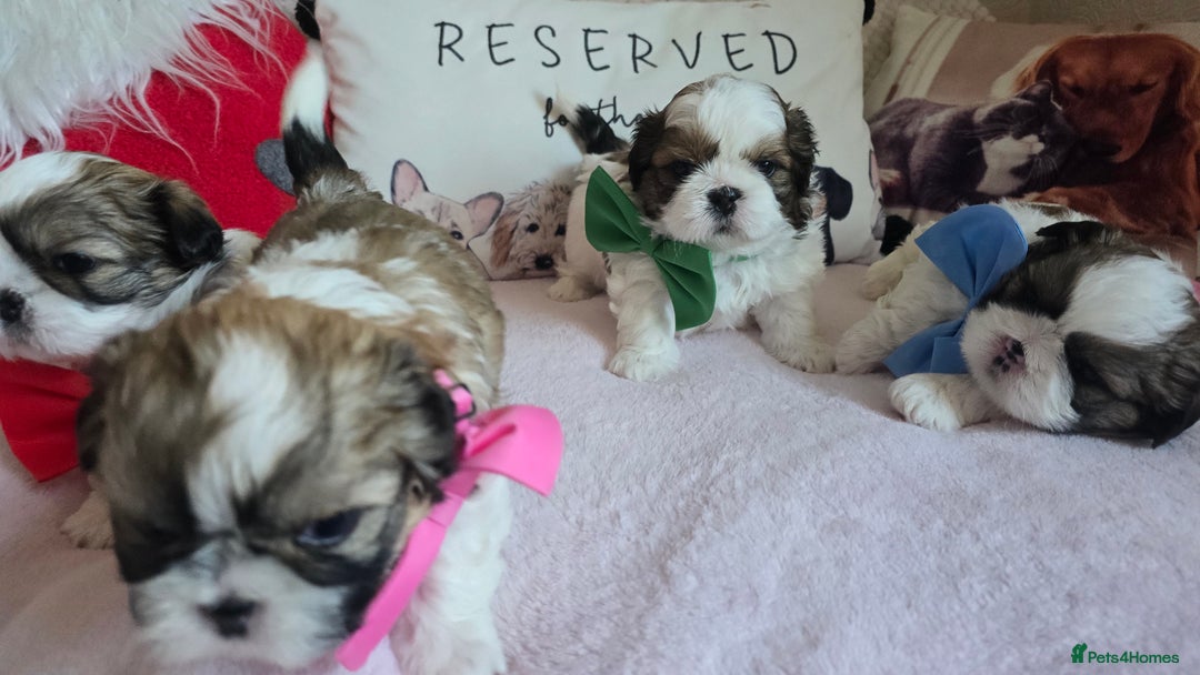 Shih Tzu dogs for sale: Shih Tzu puppies for sale  - Advert 7