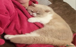 British Shorthair cats for sale: Retired fawn tortie + white British Shorthair  - Image 18