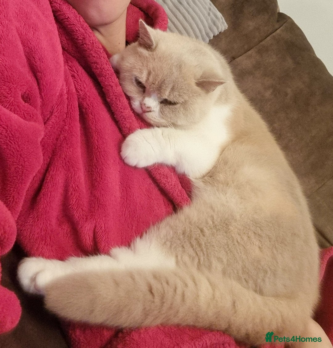 British Shorthair cats for sale: Retired fawn tortie + white British Shorthair  - Image 18