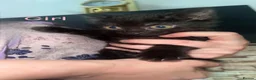 Mixed Breed cats for sale: Kittens for sale  in Oldham - Advert 4