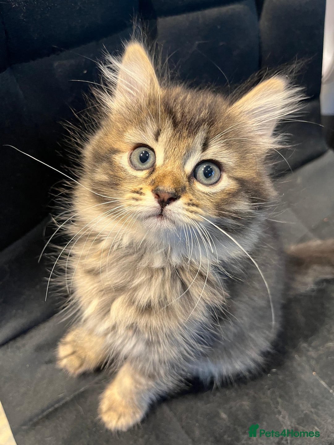 Siberian cats for sale: Stunning Siberian kittens 🐱  - Advert 8