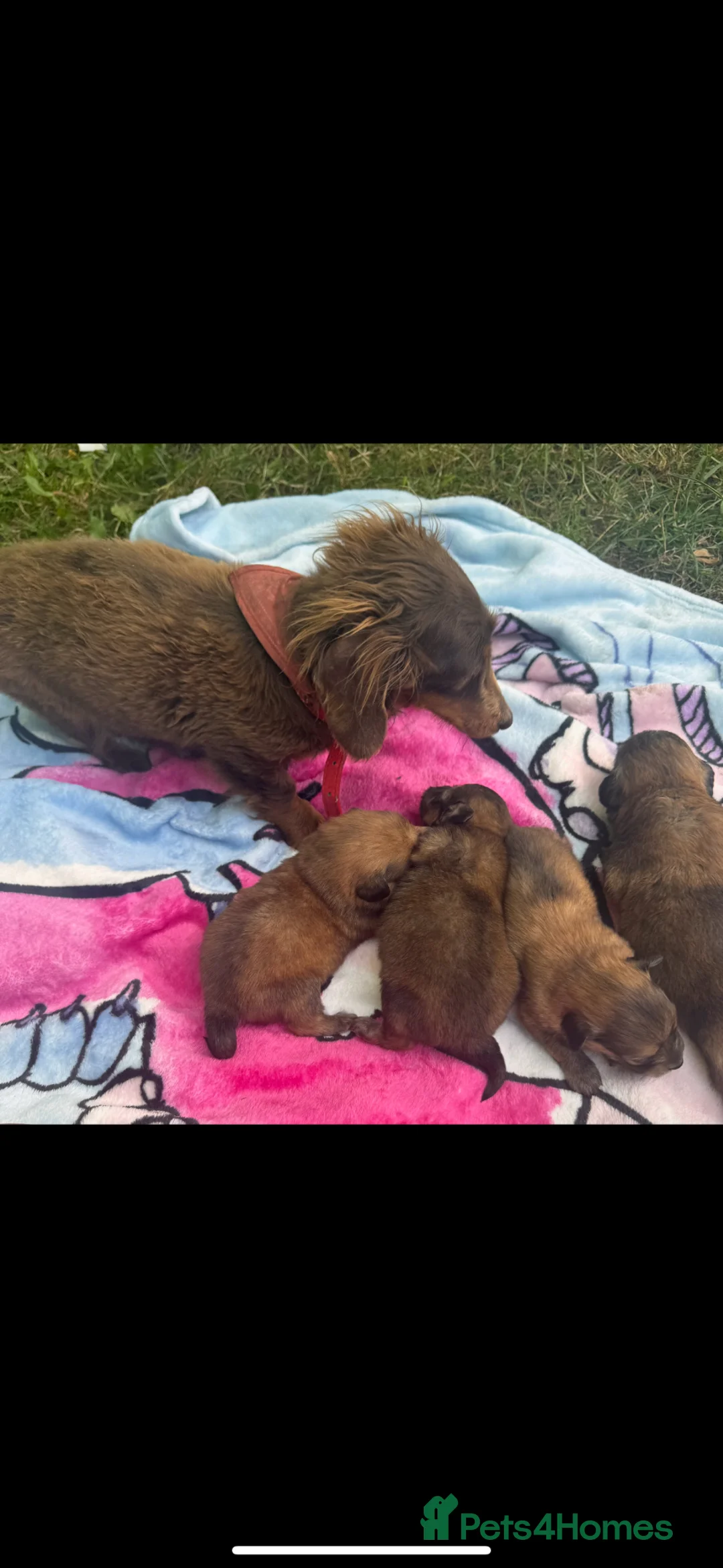 Mixed Breed dogs for sale: Pomeranian cross Jack Russell in Swadlincote - Advert 2