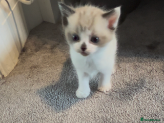 Mixed Breed cats Gorgeous fully kittens - Advert 18