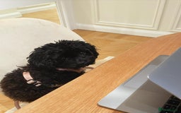 Cavapoo dogs for sale: Beautiful Cavapoo Puppy - Image 4
