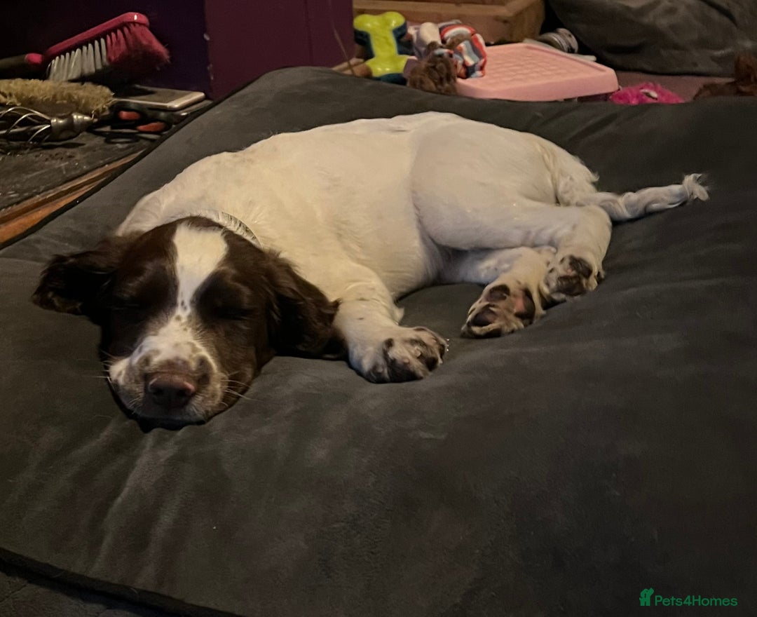 English Springer Spaniel dogs for sale: Meet ‘Spike’ - Advert 5
