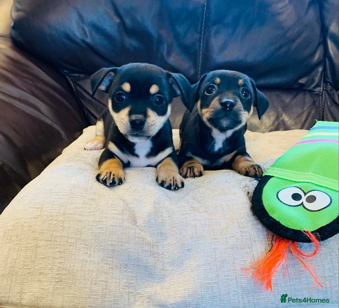 Jack Russell dogs for sale: Outstanding miniature Jack Russell puppies  - Image 4