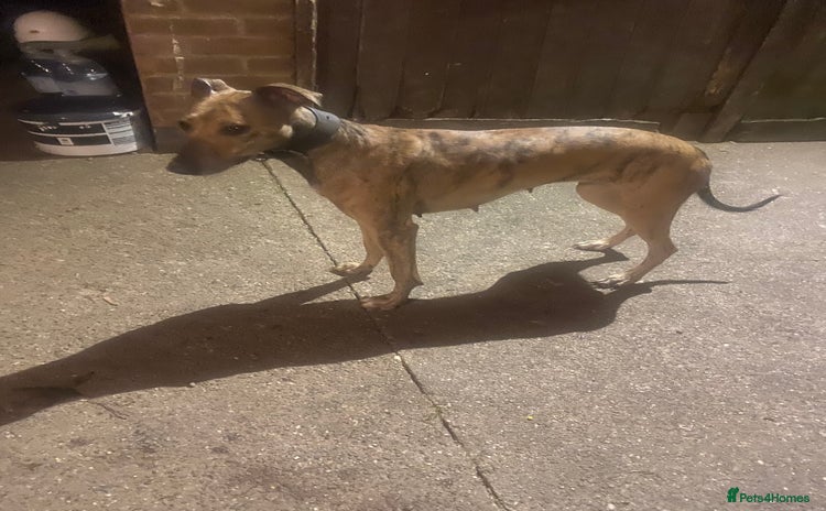 Lurcher dogs - Advert 1