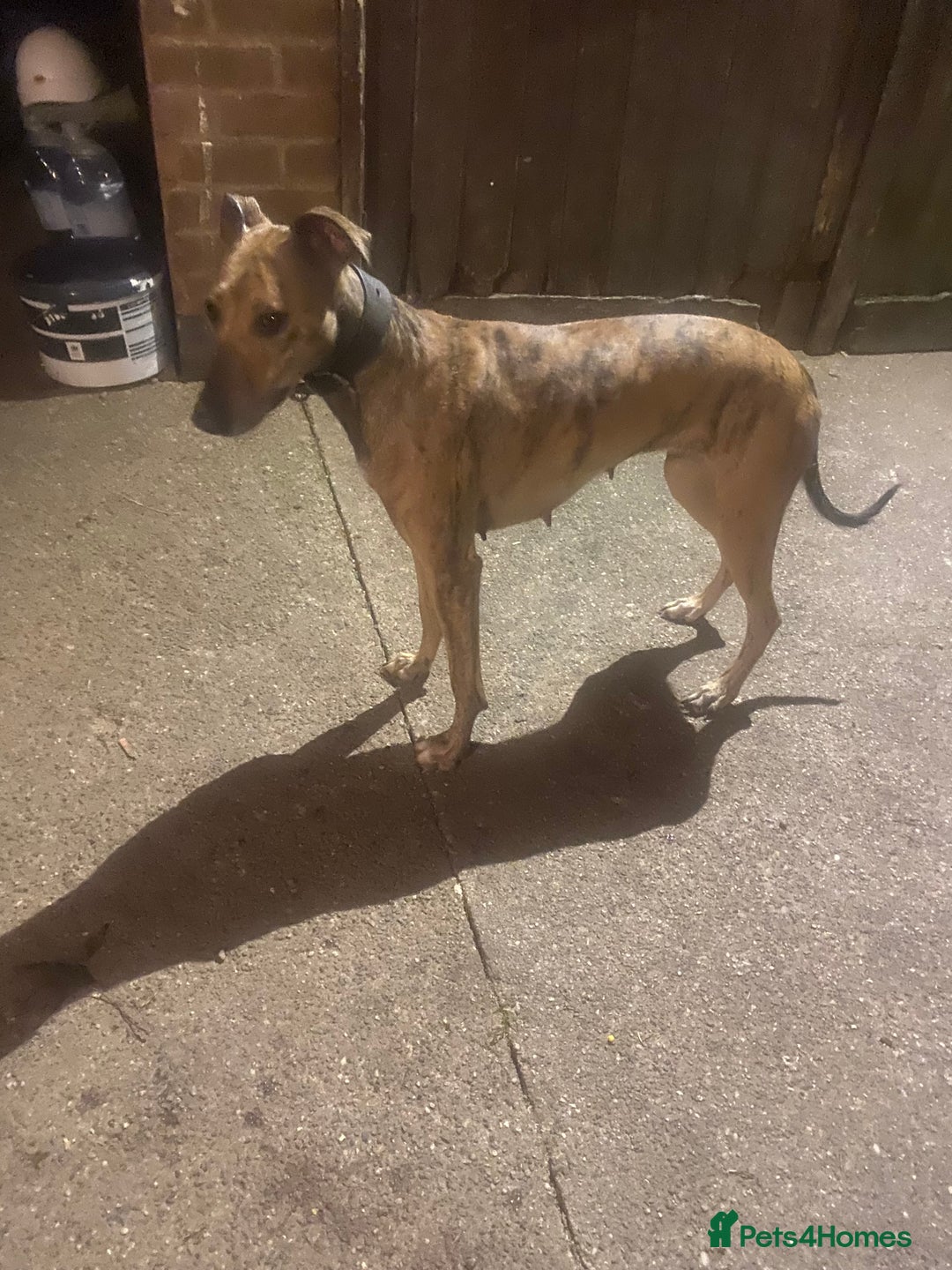 Lurcher dogs for sale: 2 year old lurcher bitch for sale  - Image 1