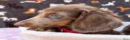 Miniature Dachshund dogs for sale: Miniature Dachshund- KC Registered - Advert 9