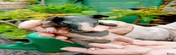 Guinea Pig rodents for sale: Baby skinny pigs - Advert 3