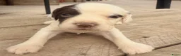 English Springer Spaniel dogs for sale: KC registered Springer Spaniel Puppies - Advert 1