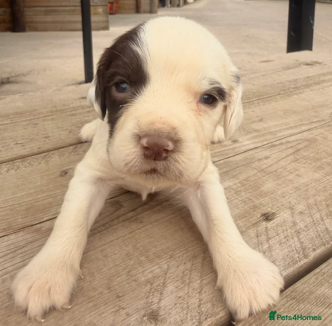 English Springer Spaniel dogs for sale: KC registered Springer Spaniel Puppies - Advert 1