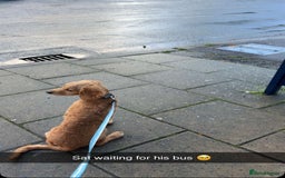 Cockapoo dogs for sale: Male cockapoo puppy for sale - Image 2