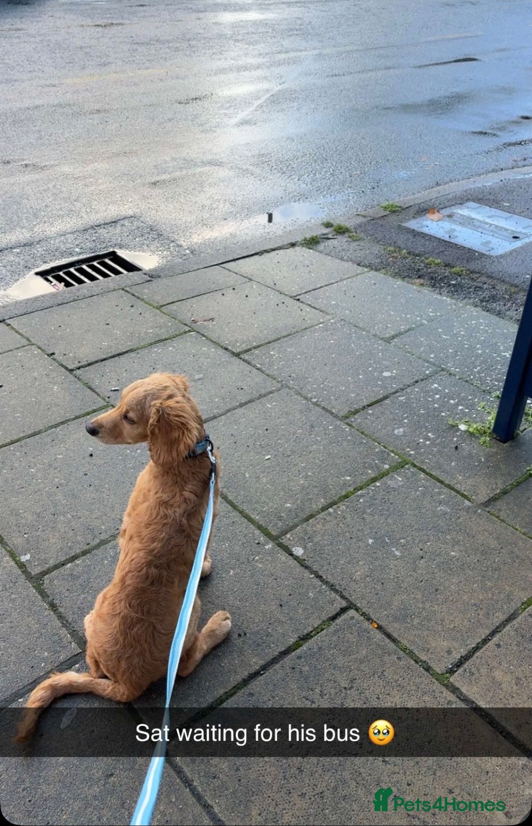 Cockapoo dogs for sale: Male cockapoo puppy for sale - Image 2