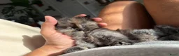 Mixed Breed cats for sale: Kittens for the best homes - Advert 38