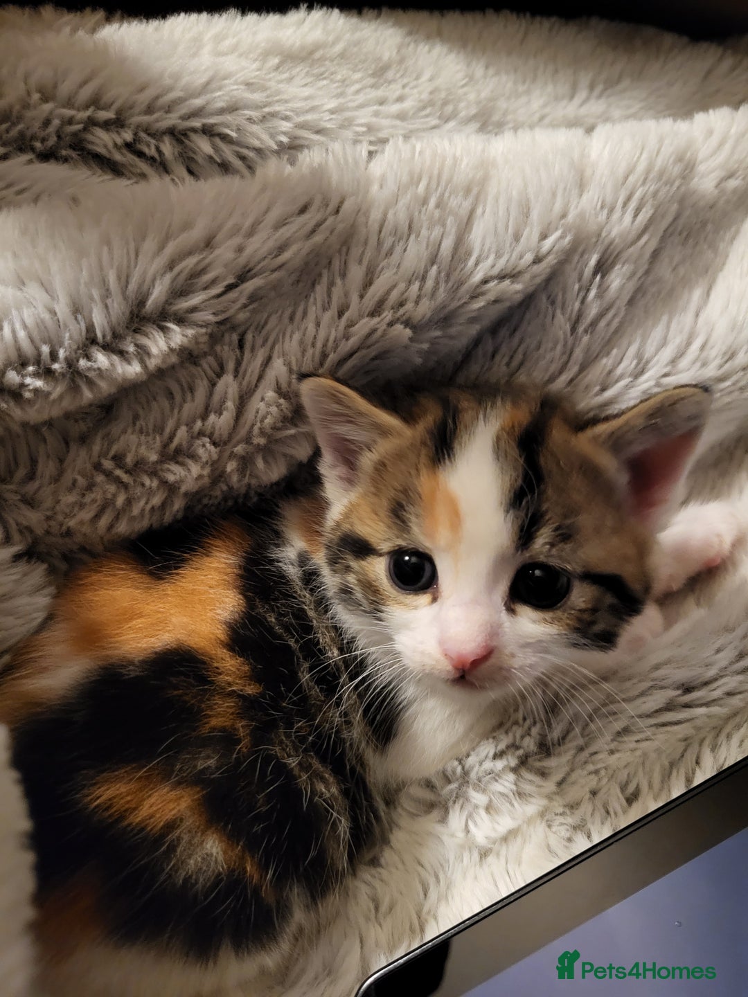 Mixed Breed cats for sale: Mixed kittens for sale, wide range of variety. - Advert 17