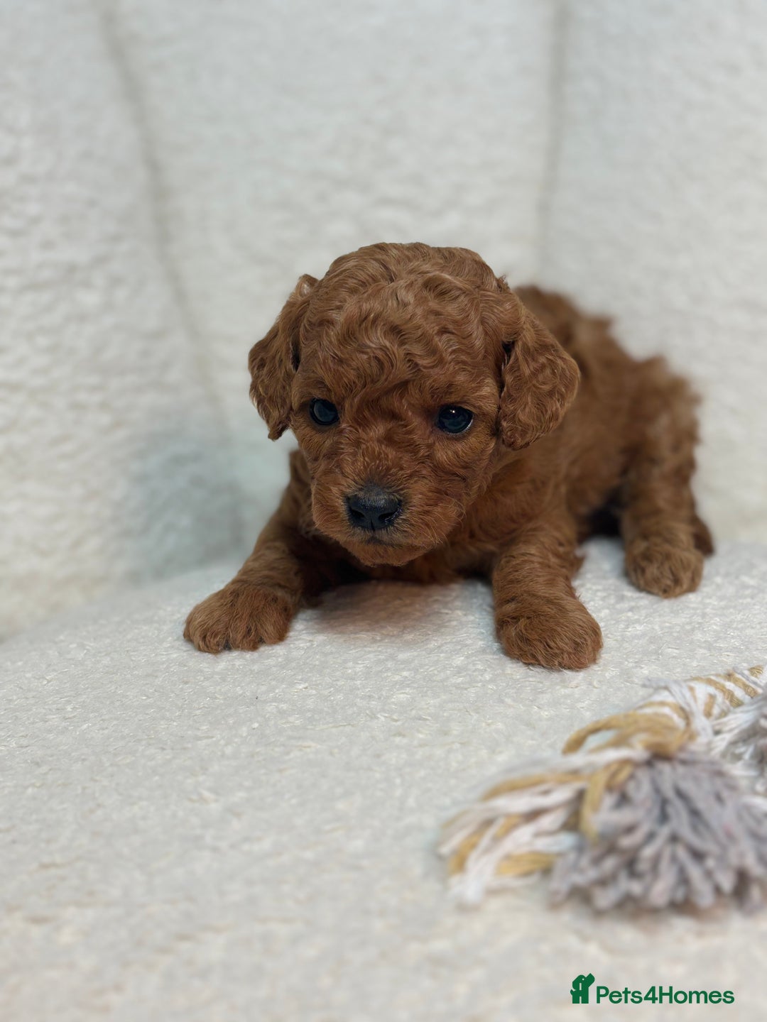 Goldendoodle dogs for sale: Red MINI Goldendoodle Puppies Hypoallergenic & DNA - Advert 27