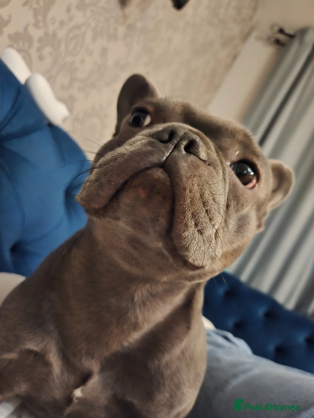 French Bulldog dogs for sale: French bulldog female - Advert 2