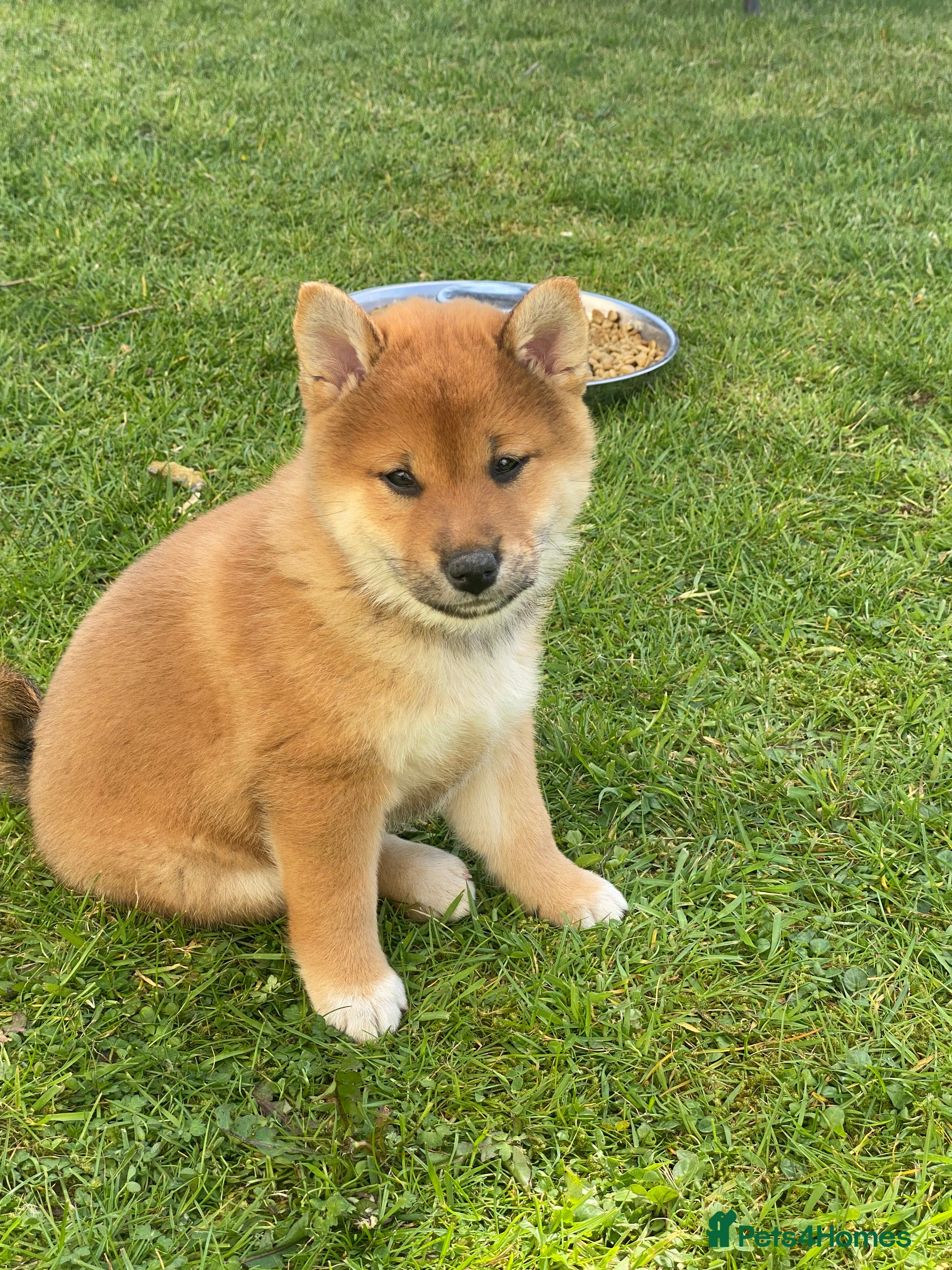 Japanese Shiba Inu dogs Quality chunky Shiba Inu puppies - Advert 2
