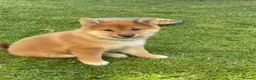 Japanese Shiba Inu dogs for sale: Quality chunky Shiba Inu puppies - Advert 1