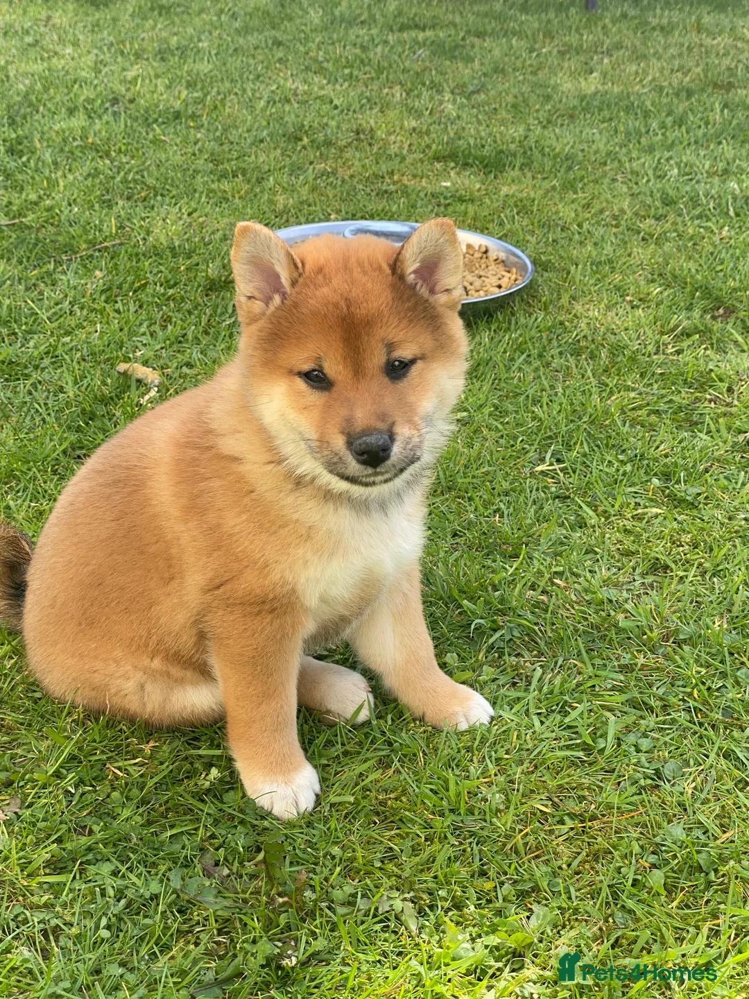 Japanese Shiba Inu dogs for sale: Quality chunky Shiba Inu puppies - Advert 1