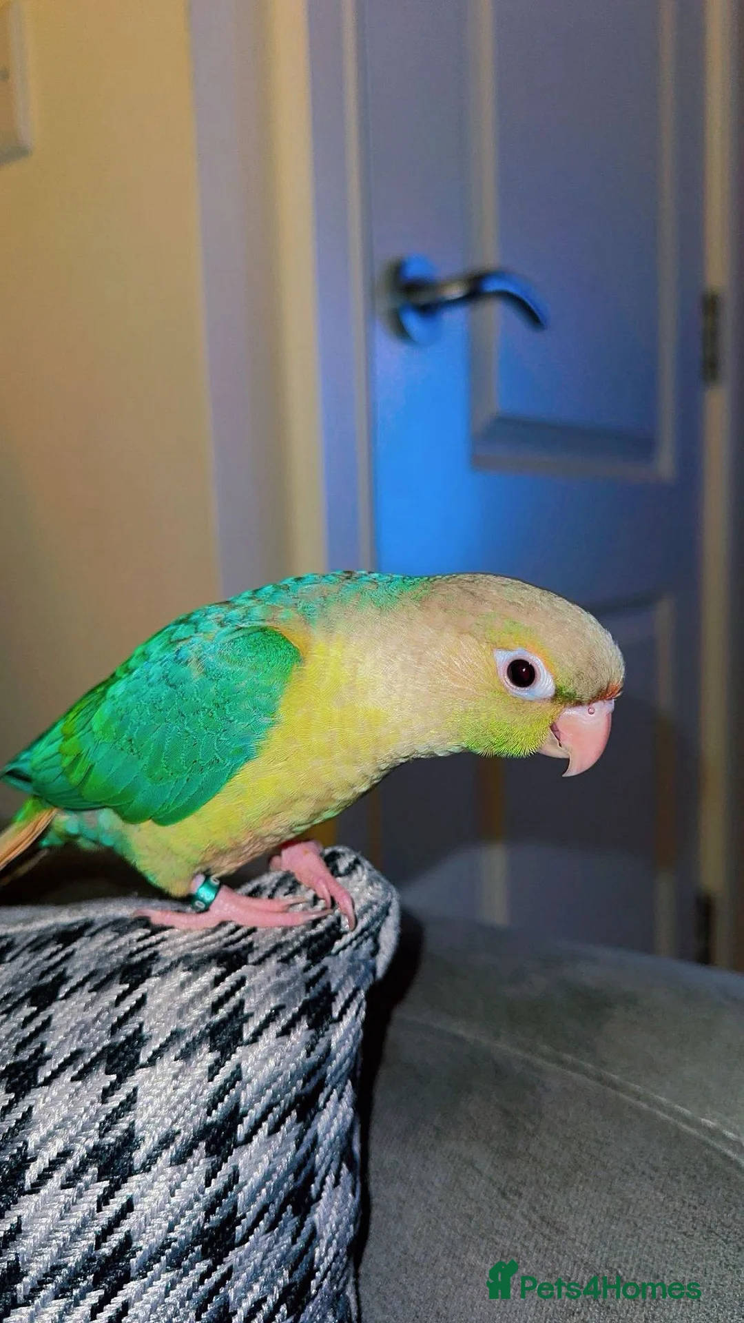 Conures birds for sale: Beautiful tame Baby Conure ❤️❤️❤️ - Advert 2