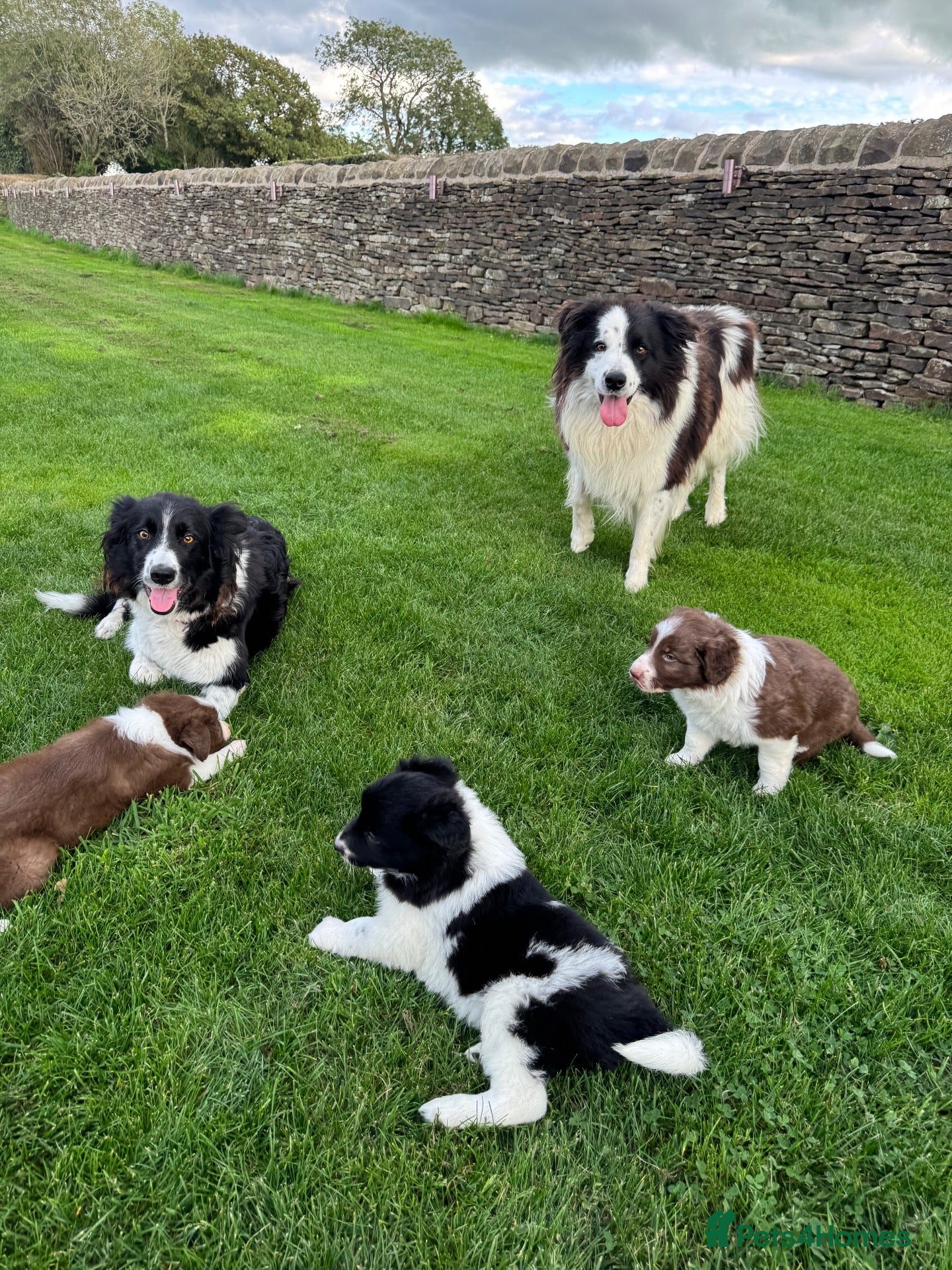 Border Collie dogs Gorgeous Litter of border collie puppy’s  - Advert 1