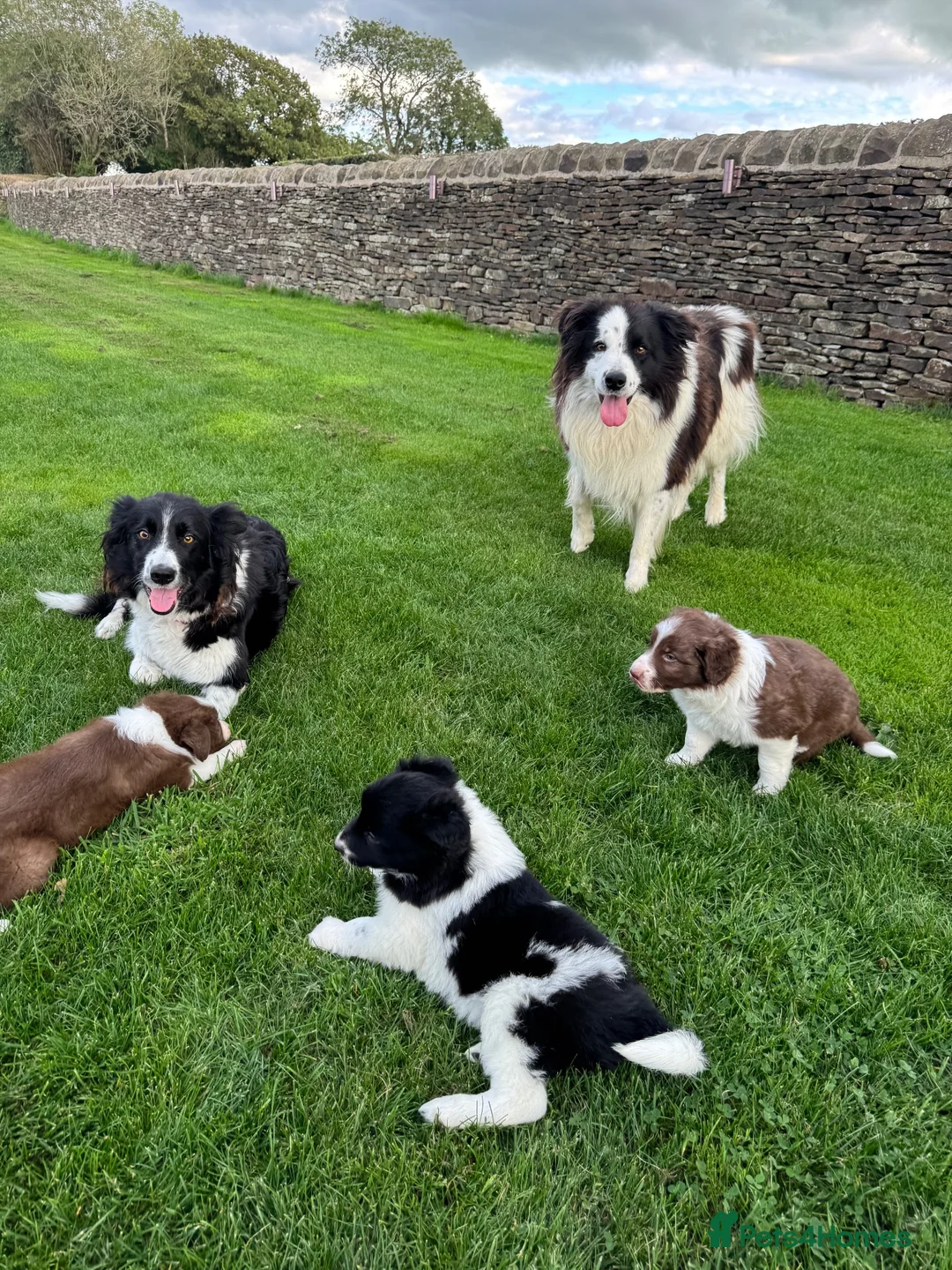 Border Collie dogs for sale: Gorgeous Litter of border collie puppy’s  - Advert 1