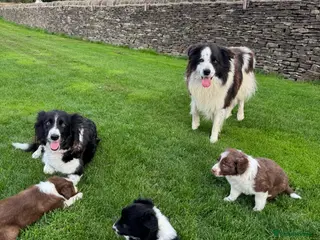 Border Collie dogs Gorgeous Litter of border collie puppy’s - Advert 1