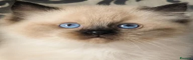 Ragdoll Kitten 3